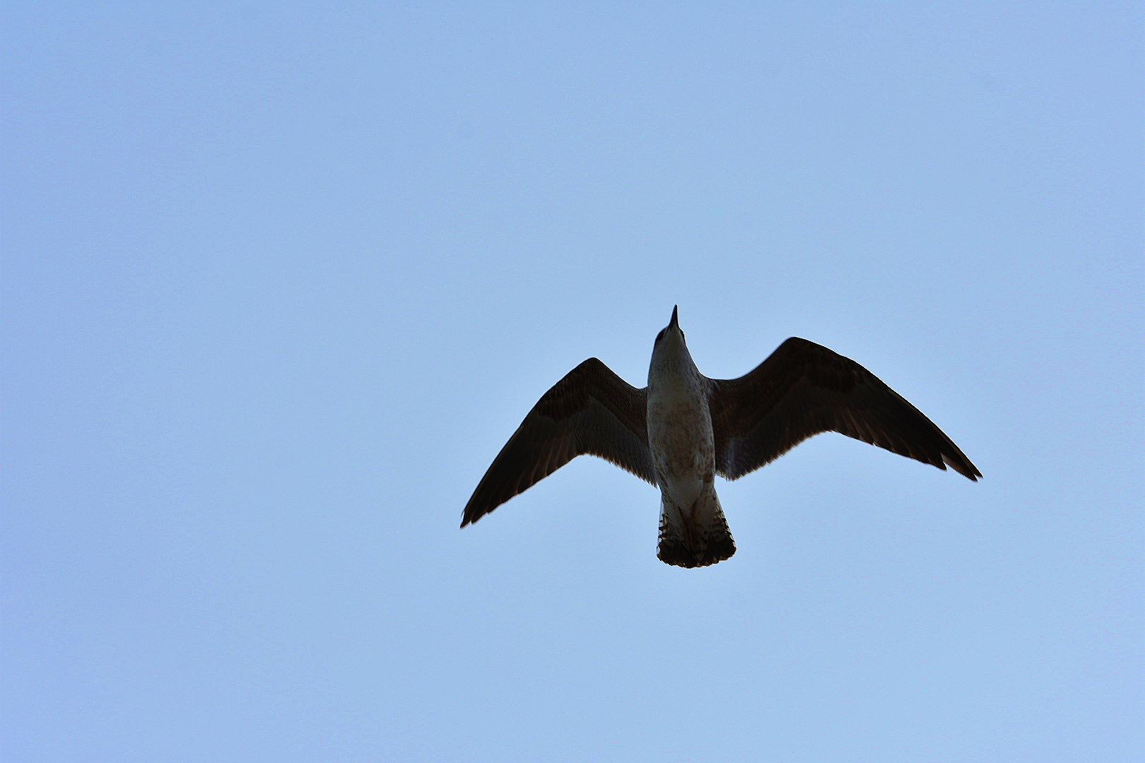 gaviota-en-vuelo