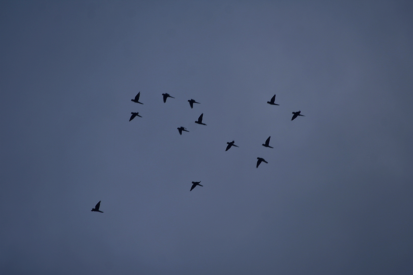 pajaros-volando-blue