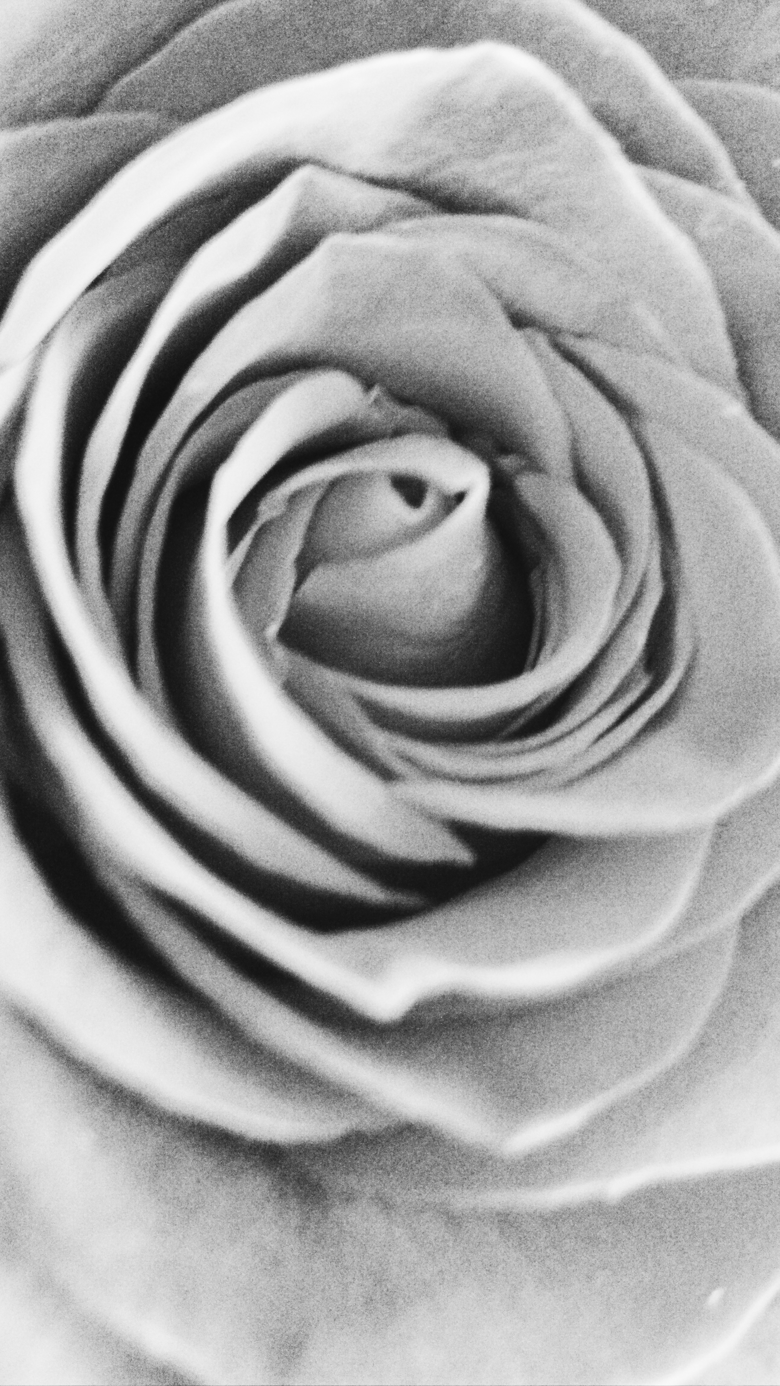 imagen-flor-rosa